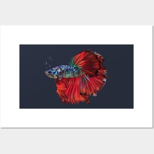 Betta Fish Posters and Art